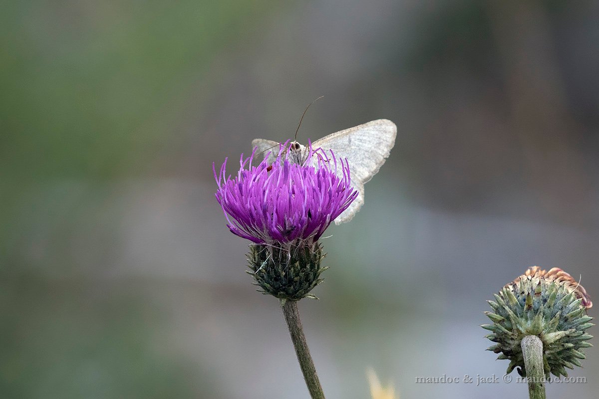 Falena da ID (Larentiinae) - Stelvio BZ