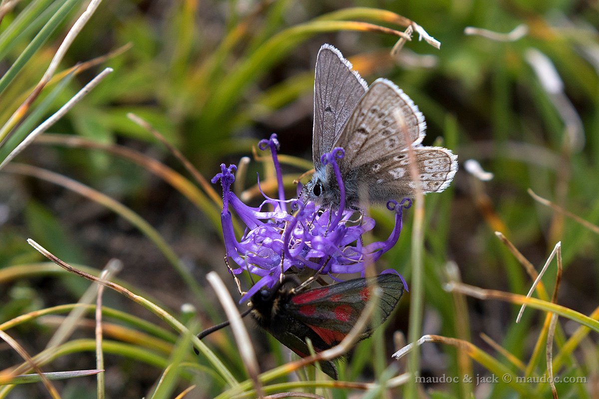 Plebejus glandon? (Passo Gavia SO)