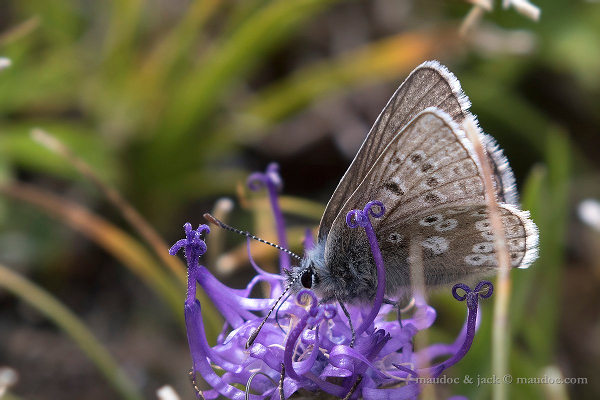 Plebejus glandon? (Passo Gavia SO)