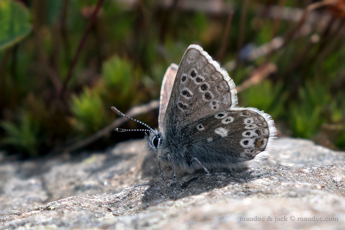 Plebejus glandon? (Passo Gavia SO)