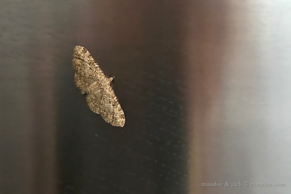 Geometridae: cfr. Eupithecia semigraphata