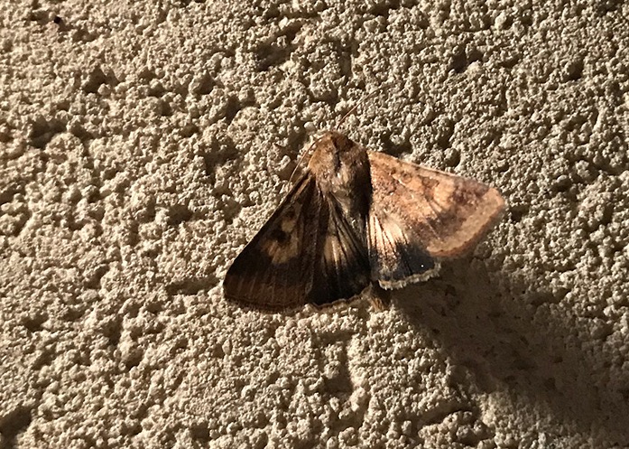 Erebidae da ID - Verona. No, Noctuidae: Helicoverpa armigera