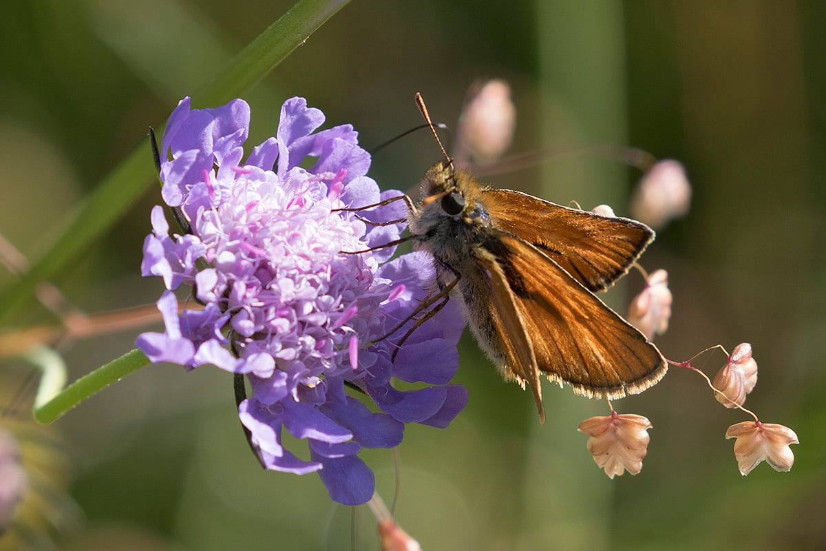 Thymelicus sylvestris? S !