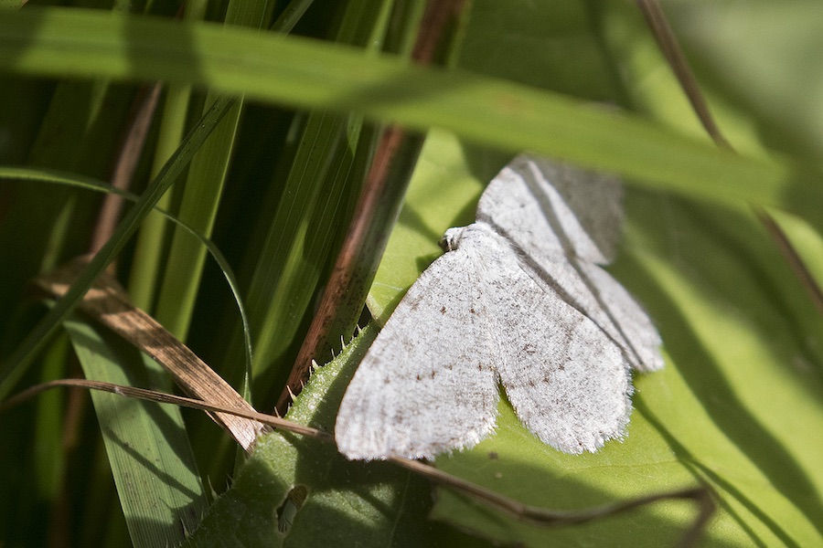 Geometridae da ID (Val di Zoldo BL): Charissa sp.