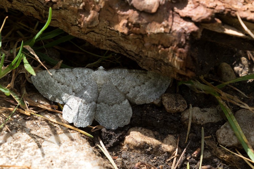 Geometridae: Charissa glaucinaria