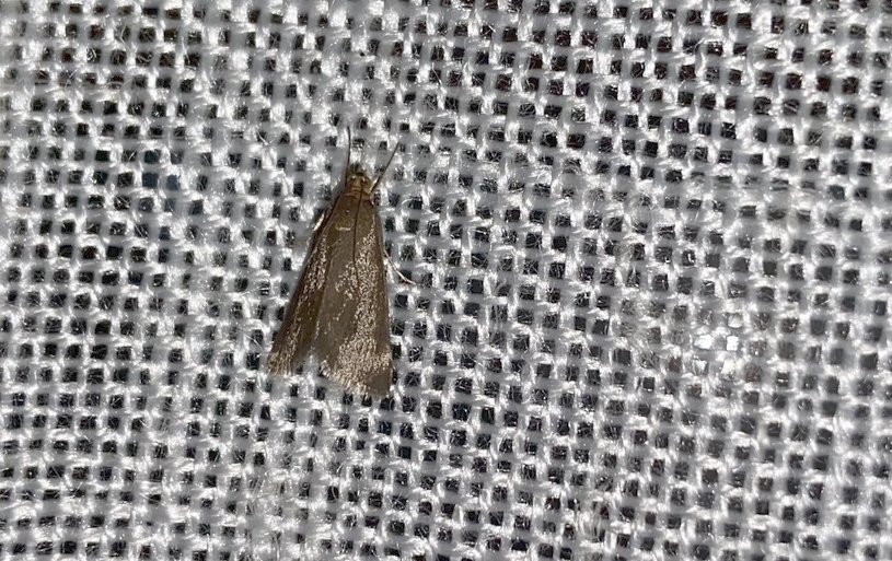 Piccola falena da ID [VI]