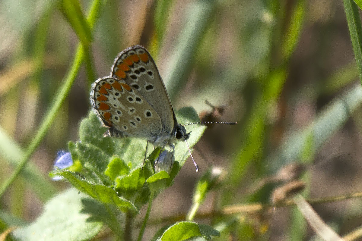 Ancora Licene dubbie - Verona