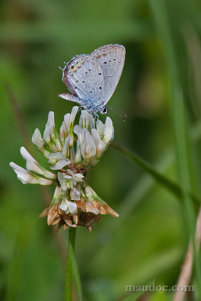 Cupido argiades? Verona