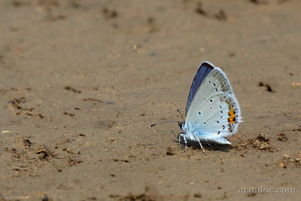 Cupido argiades? Verona