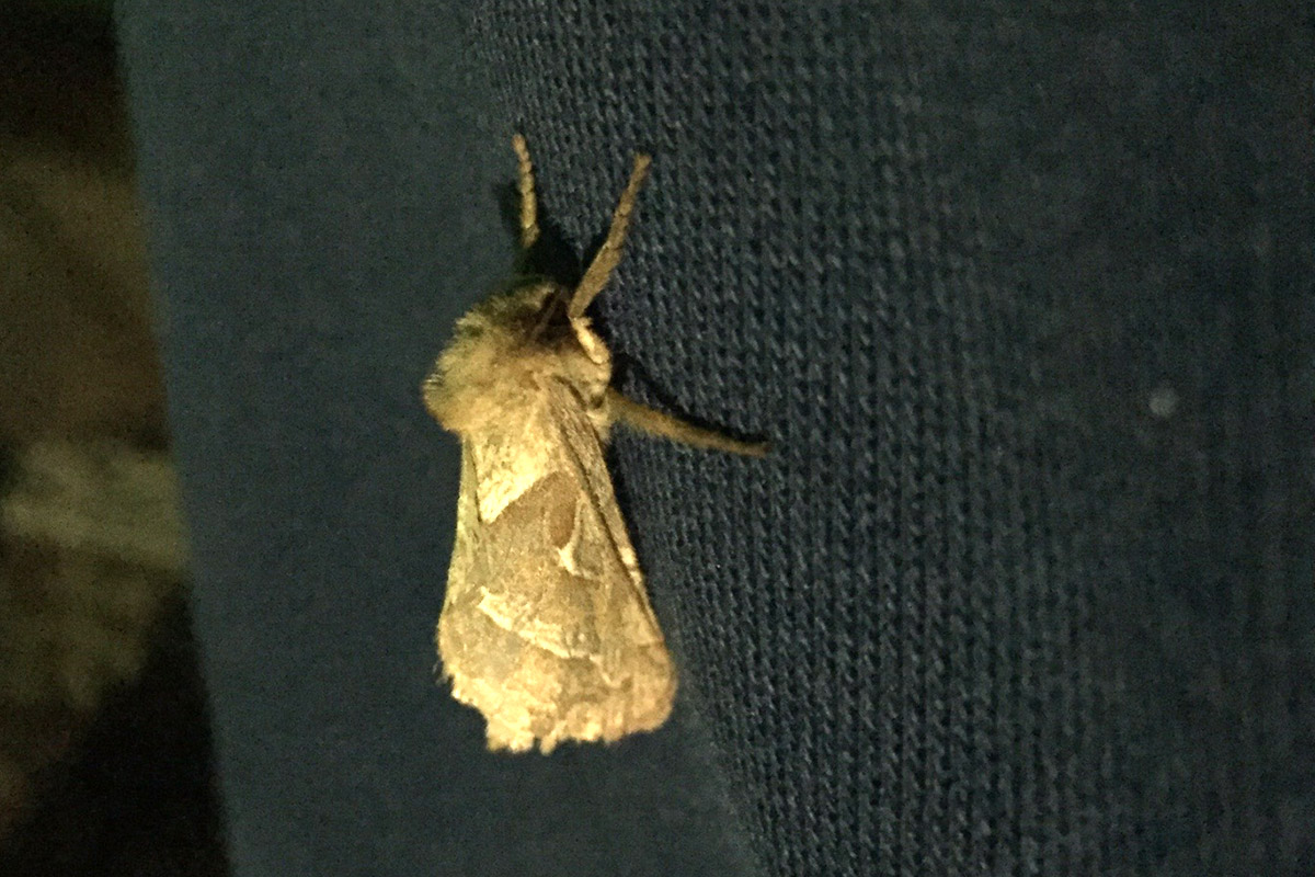 Falena ID, Verona - Hepialidae: Triodia sylvina