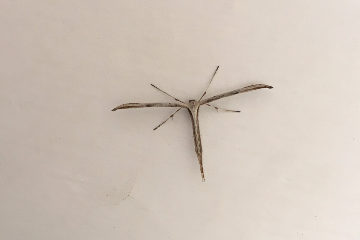 Emmelina monodactyla? Verona