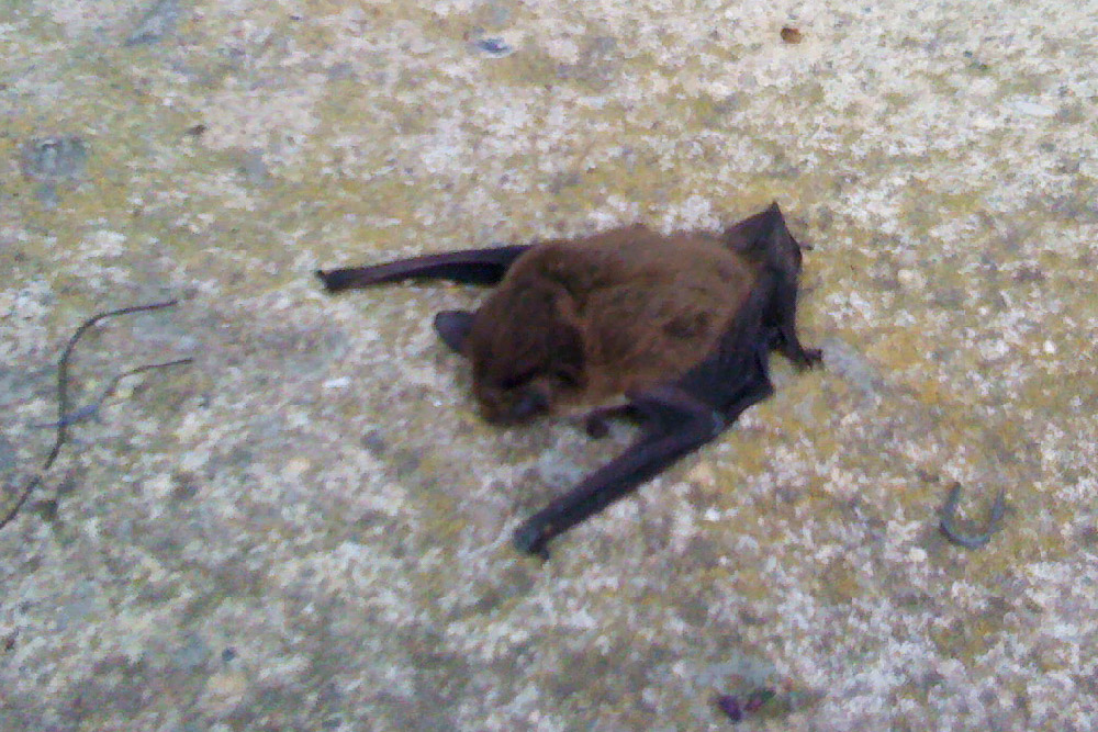pipistrello ID - Verona