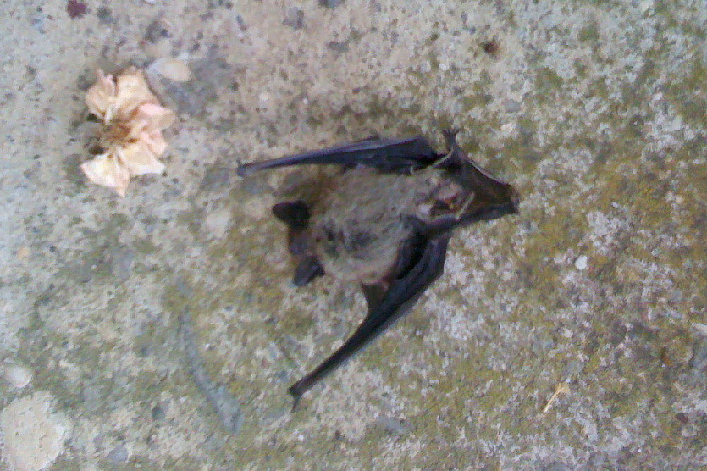 pipistrello ID - Verona