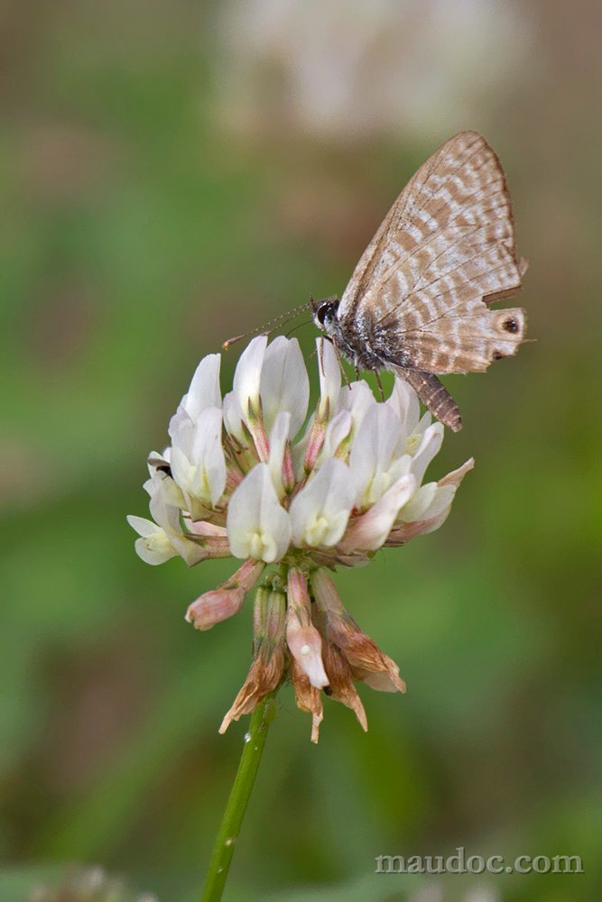 Chioggia VE - Leptotes pirithous