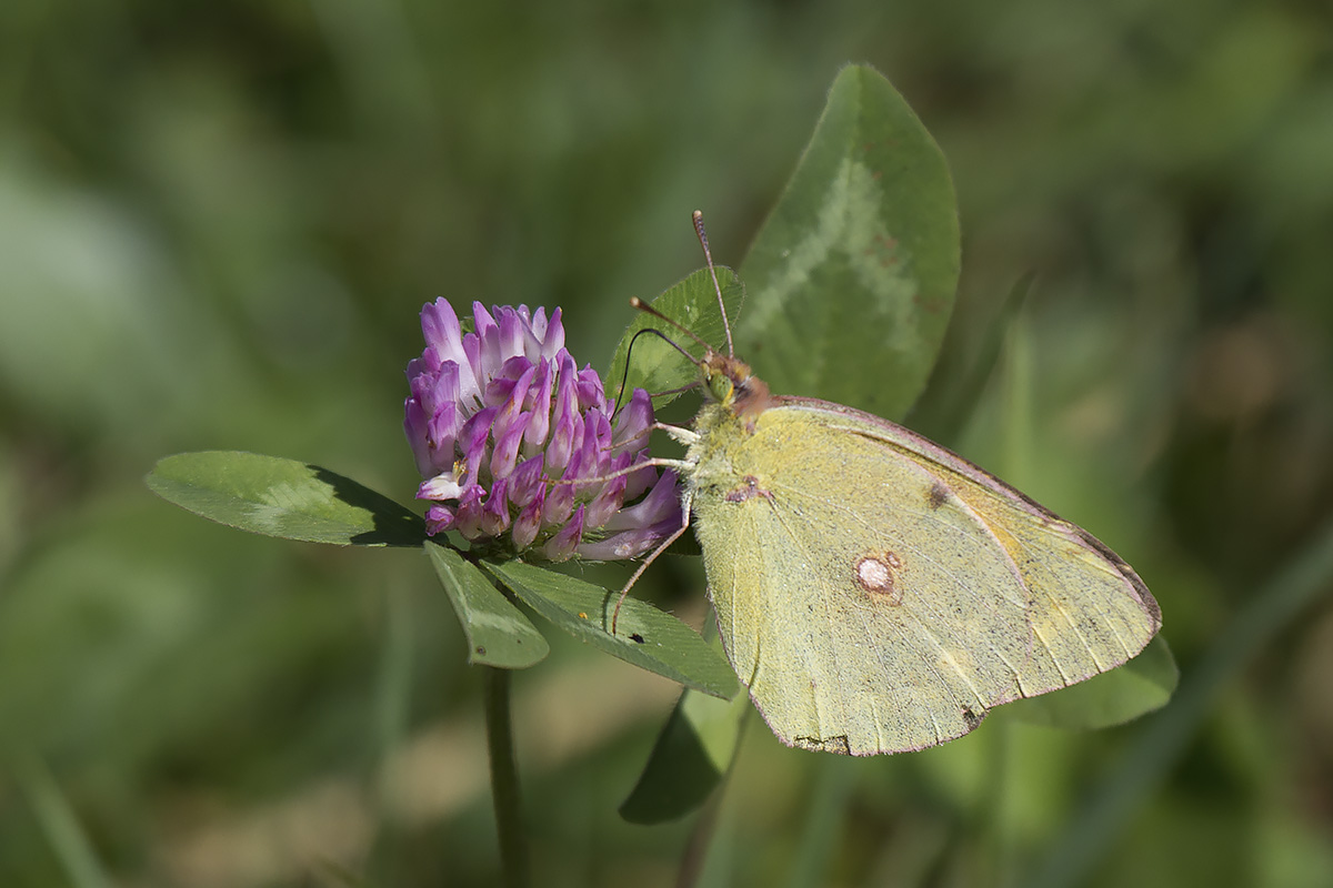 Colias alfacariensis??? Lessinia Verona