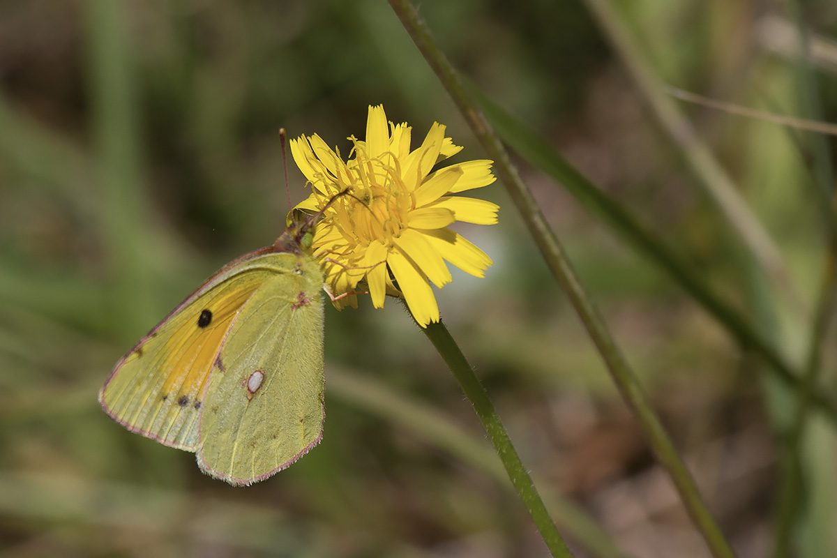 Colias alfacariensis??? Lessinia Verona