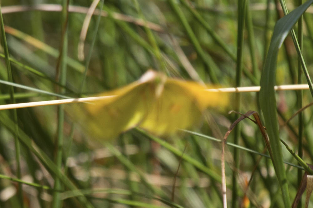 Colias alfacariensis??? Lessinia Verona