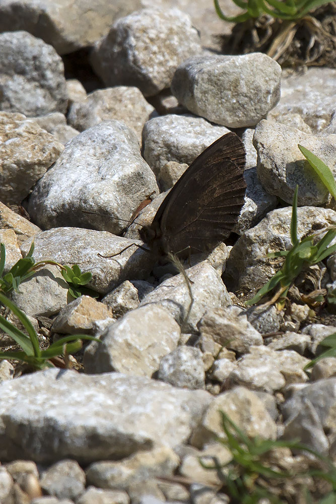 Erebiae affair - Monte Baldo, Verona