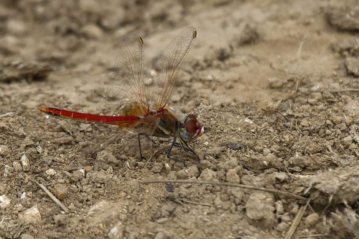 Sympetrum??