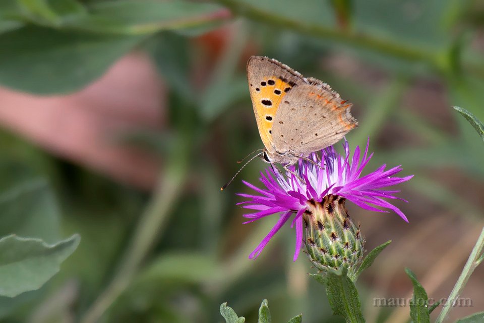 Prima Lycaena phlaeas