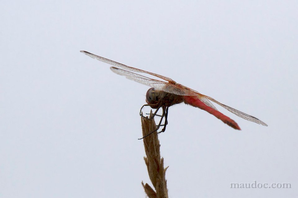 Sympetrum fonscolombii? pianura veronese