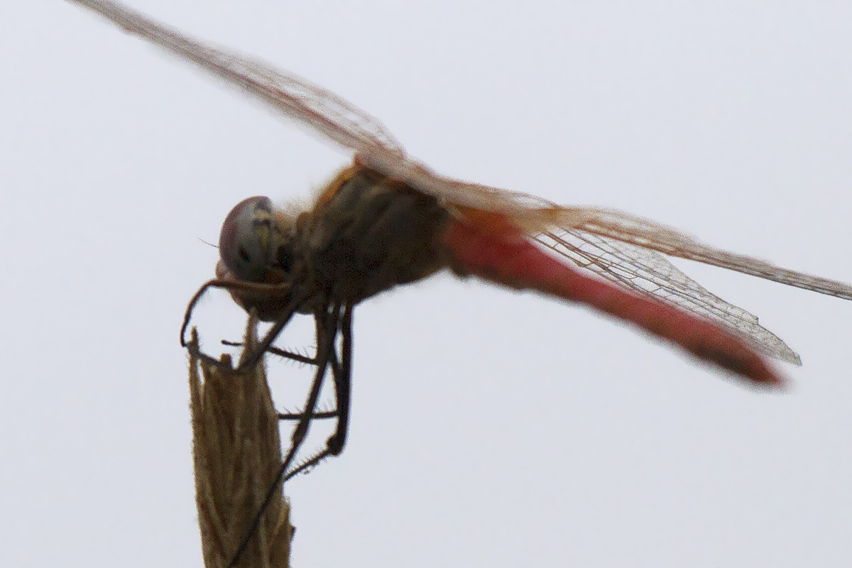 Sympetrum fonscolombii? pianura veronese