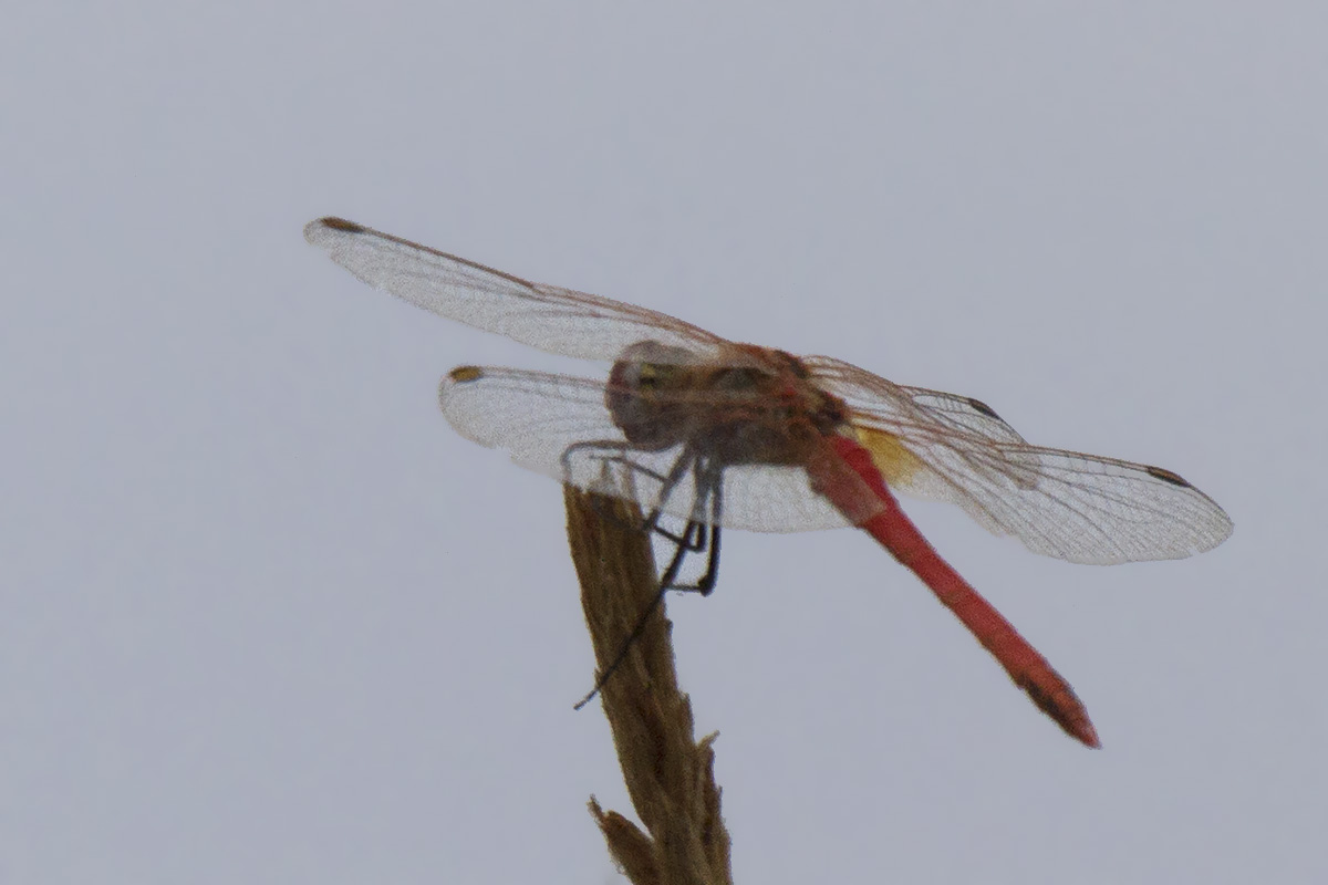 Sympetrum fonscolombii? pianura veronese