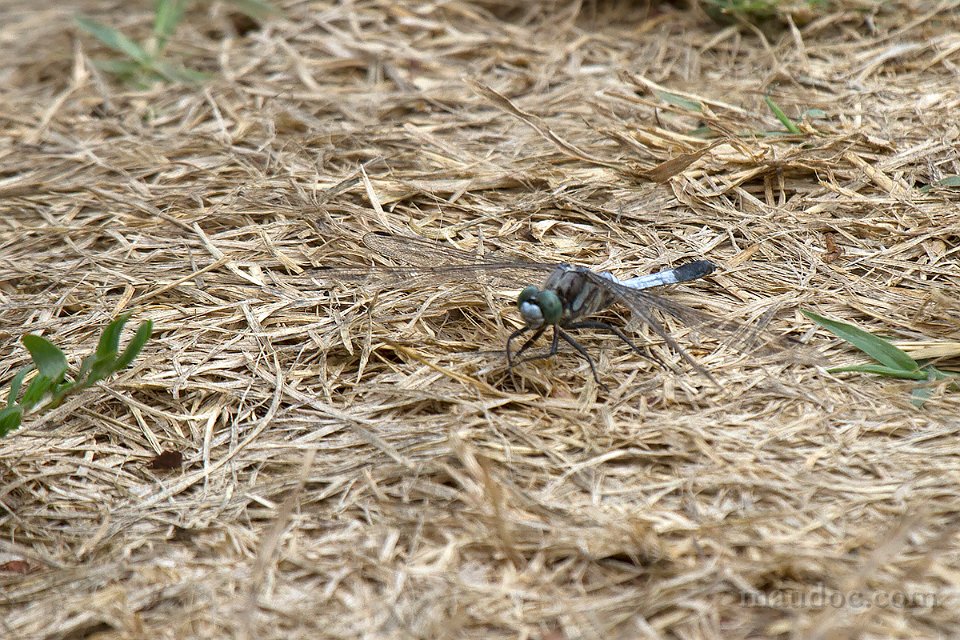 Orthetrum albistylum? Verona