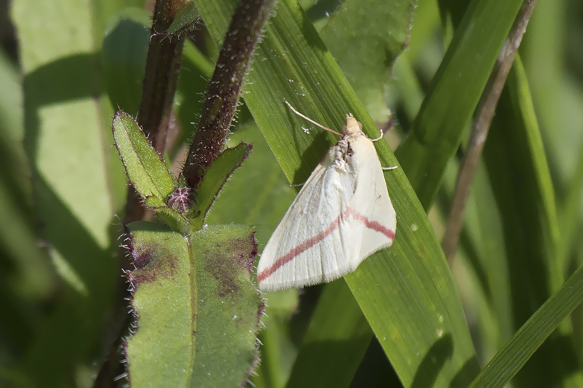 falena da ID, Venezia - Rhodometra sacraria