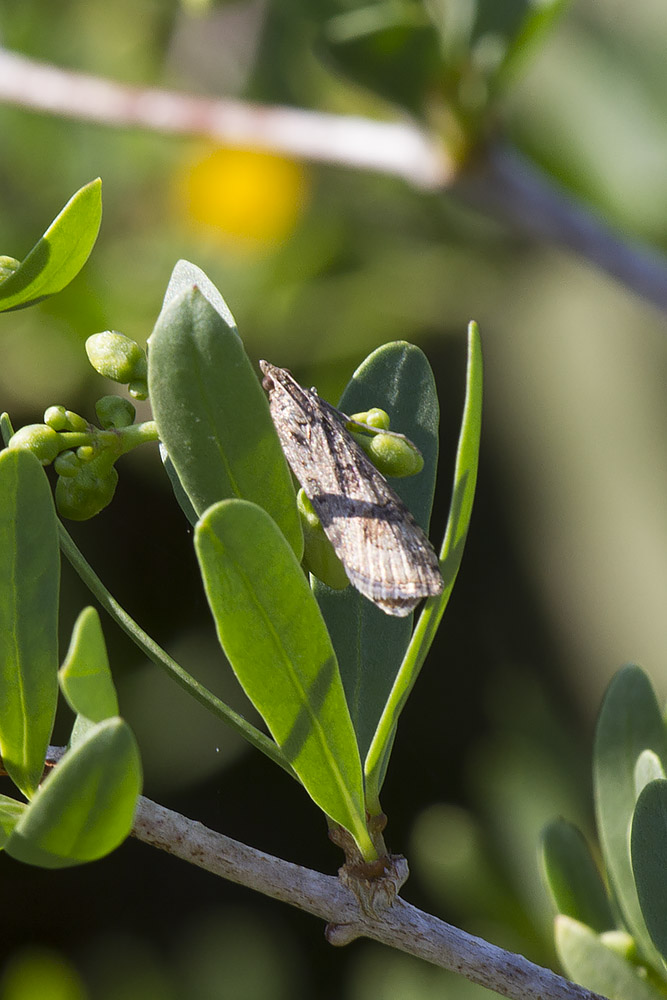 Linosa, ID falene #03