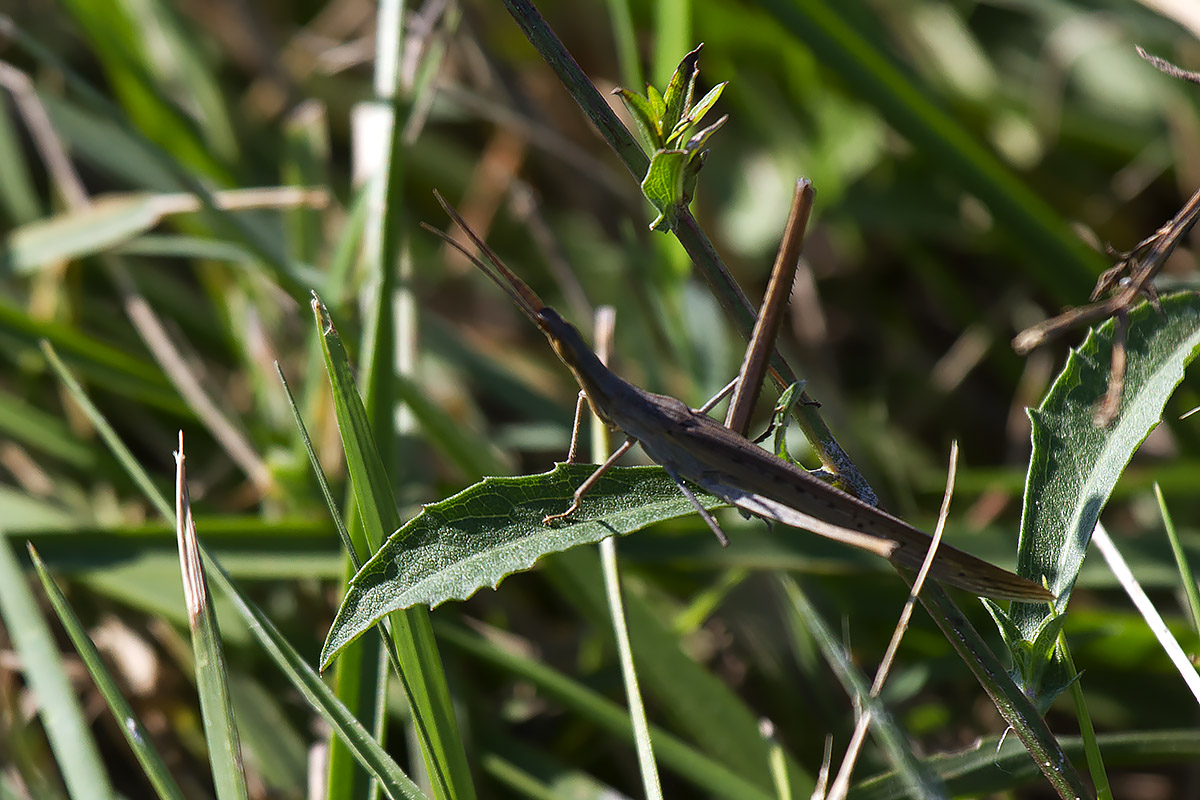 Acrida ungarica mediterranea (maschio)