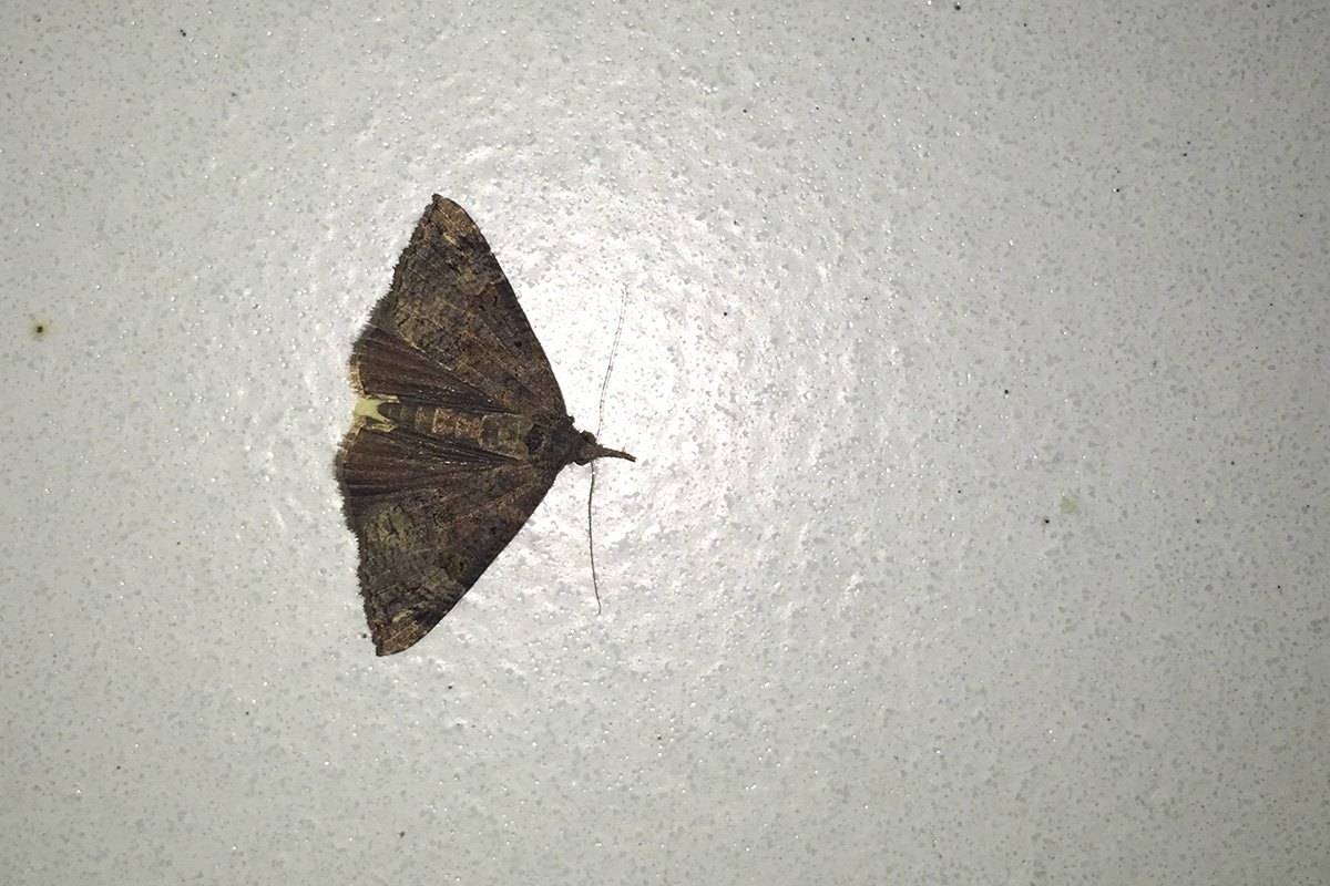 Hypena (Hypena) obsitalis (Verona)