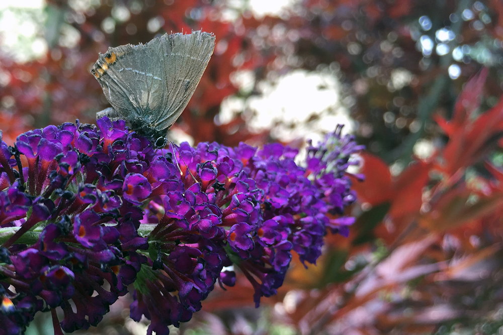 Satyrium w-album, Verona