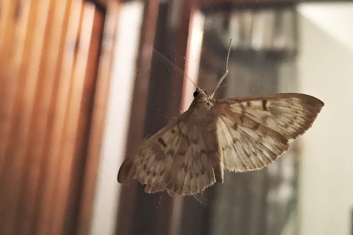 richiesta ID falena, Verona - Pleuroptya ruralis