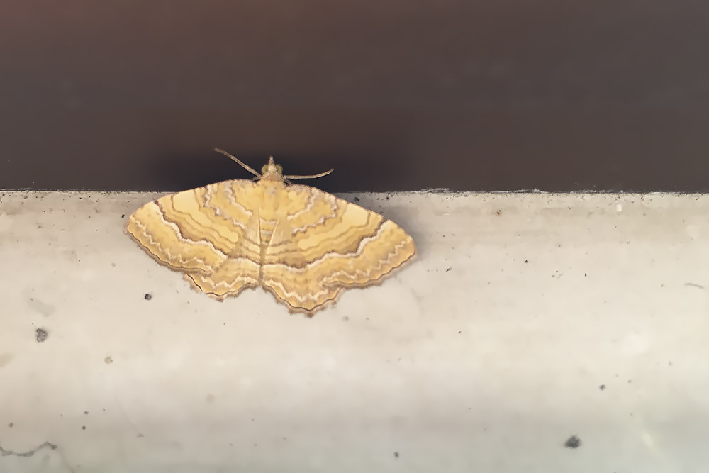 Falena - Verona - Camptogramma bilineata