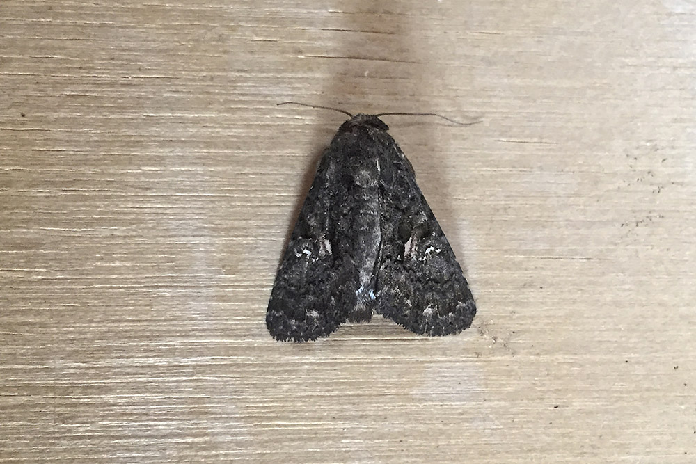 Noctuidae, Verona: Aedia leucomelas