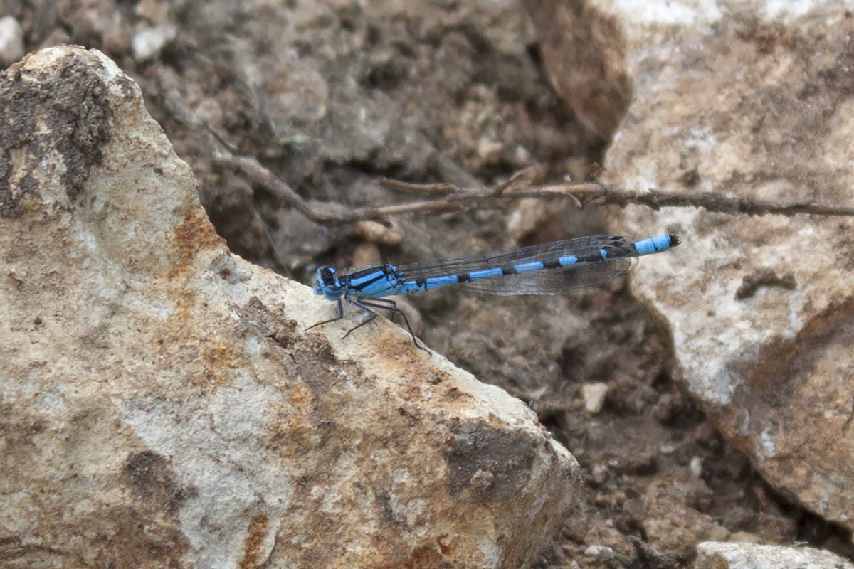 ID damigella (Verona) - Enallagma cyathigerum