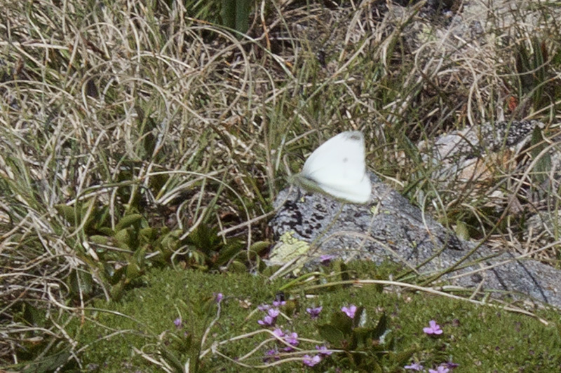 ID Pieris di quota, Stelvio