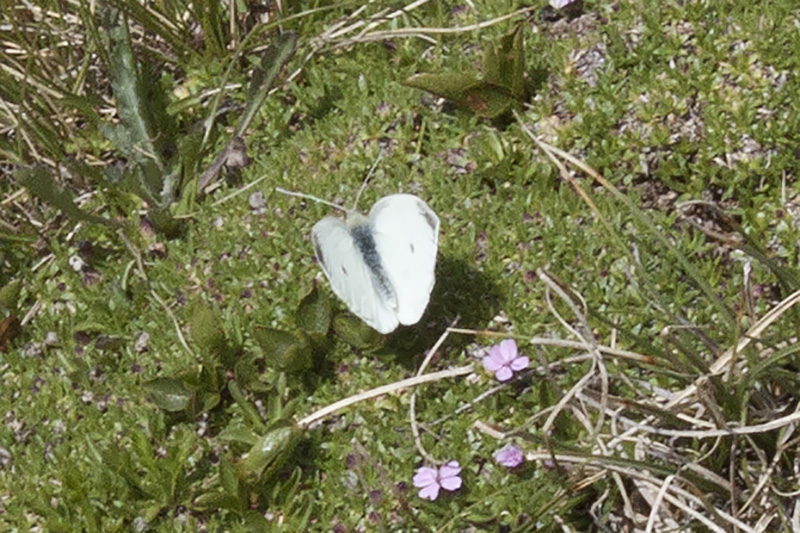 ID Pieris di quota, Stelvio