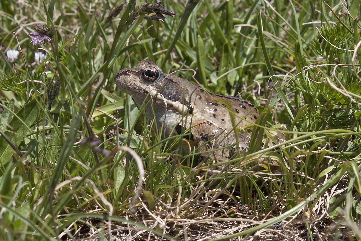 ID: Rana temporaria (Stelvio)