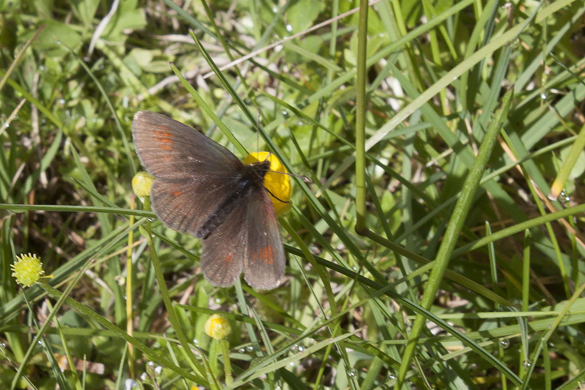 ID Erebiae - Val Venosta