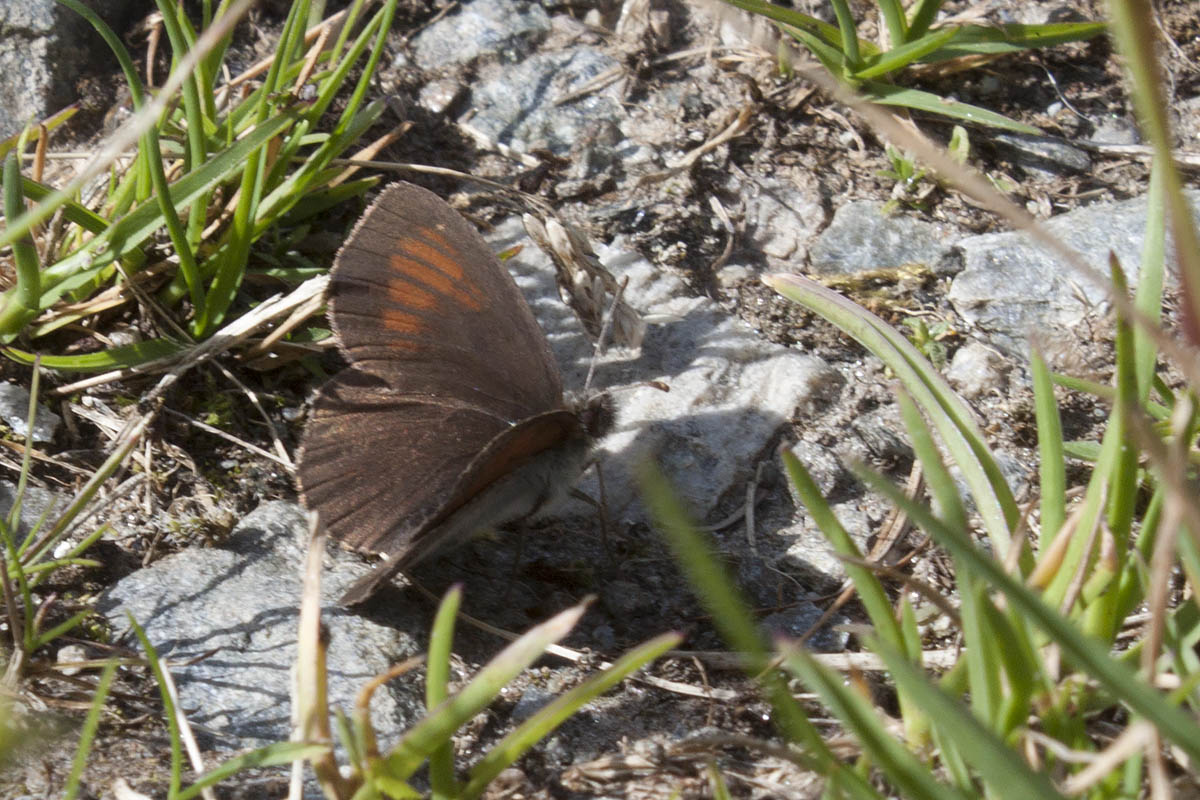 ID Erebiae - Val Venosta