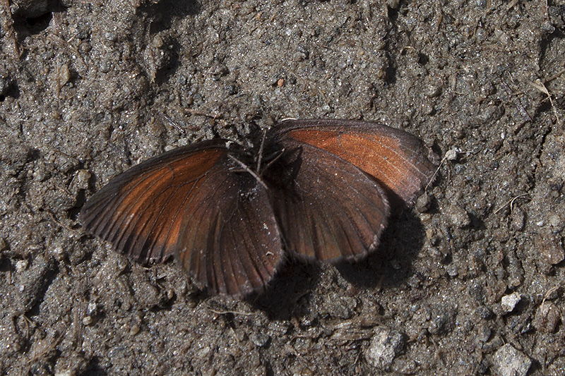 ID Erebiae - Val Venosta