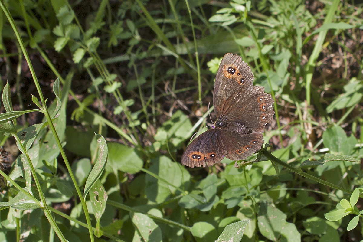 Erebiae - zona Monte Baldo, Verona - parte I