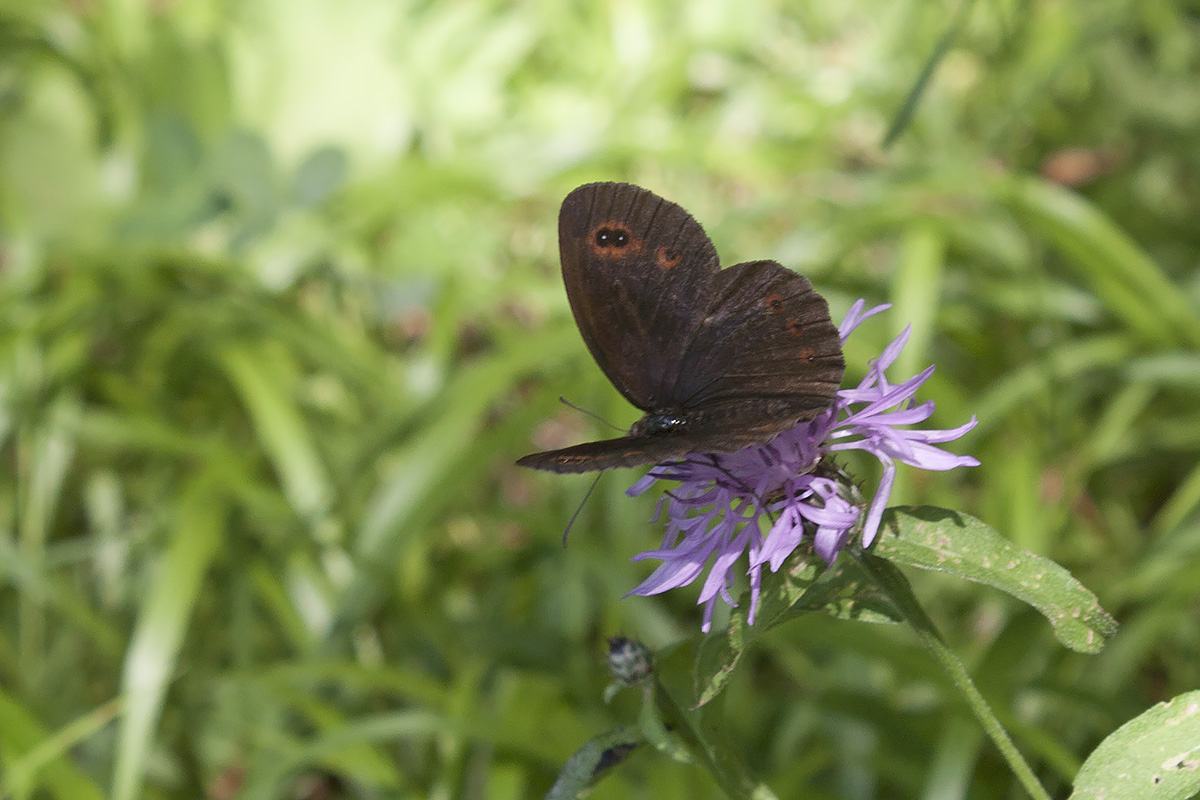 Erebiae - zona Monte Baldo, Verona - parte I