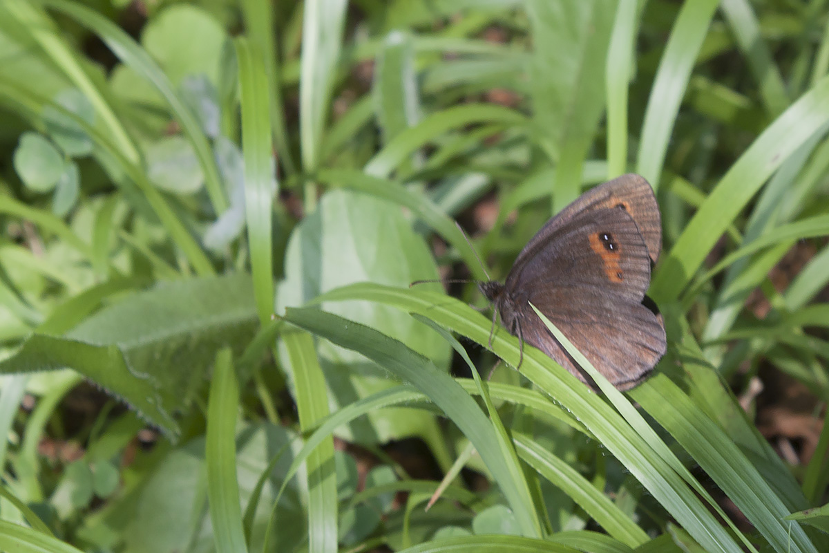Erebiae - zona Monte Baldo, Verona - parte I
