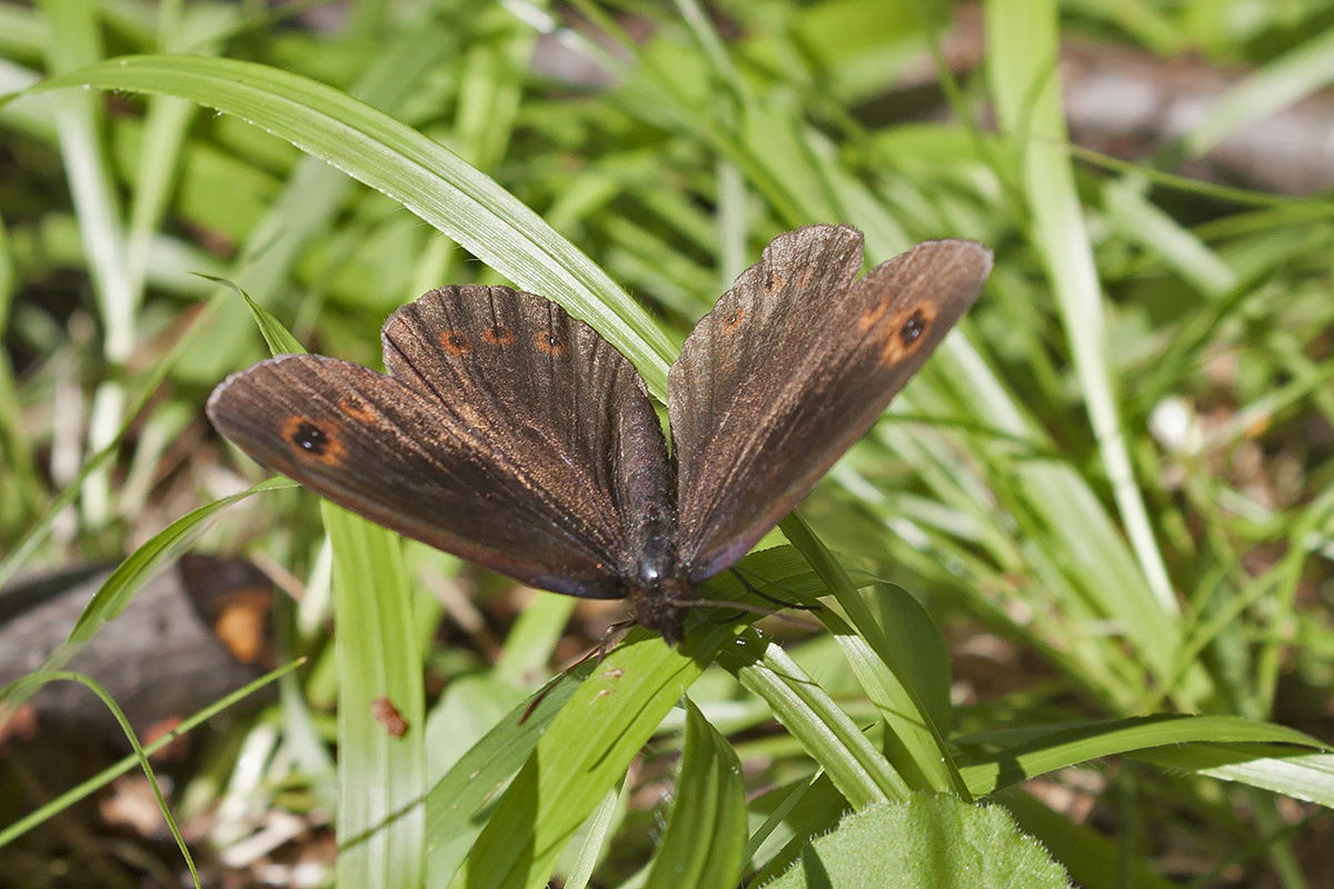 Erebiae - zona Monte Baldo, Verona - parte I