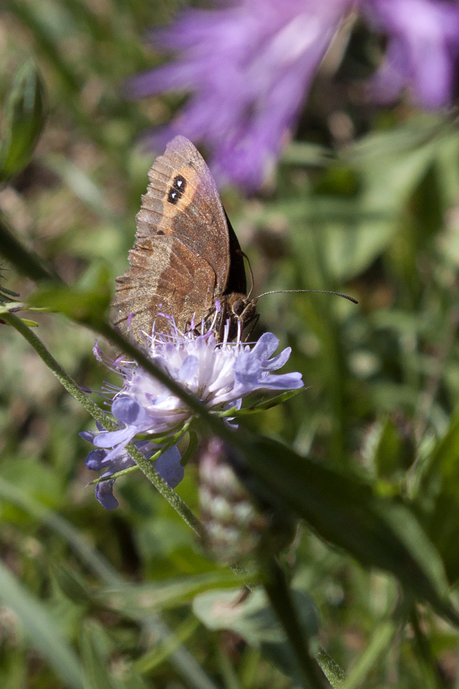 Erebiae - zona Monte Baldo, Verona - parte I