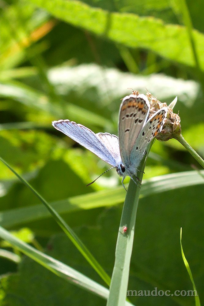 Conferme (...) licene - Verona