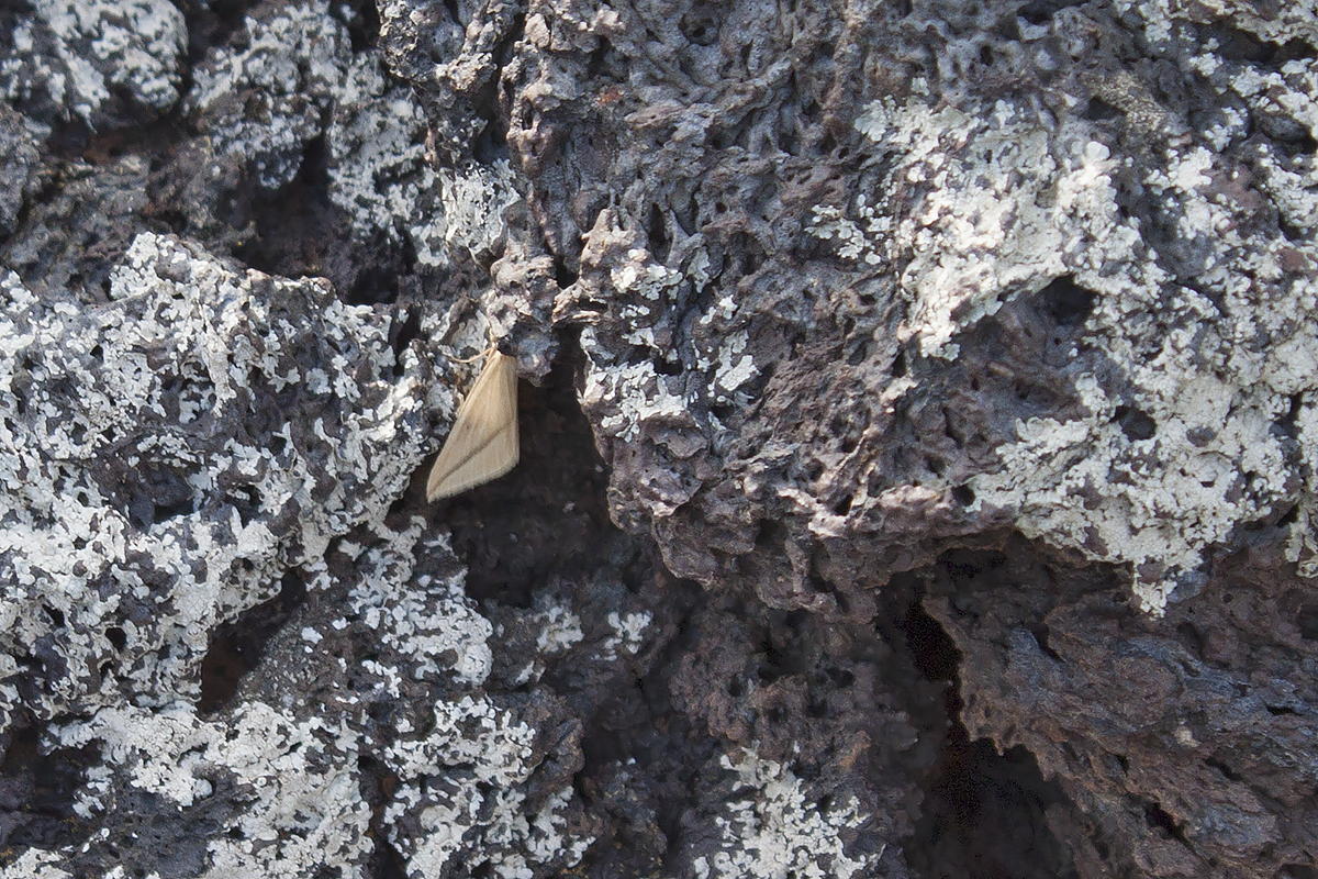 Linosa, ID falene #03